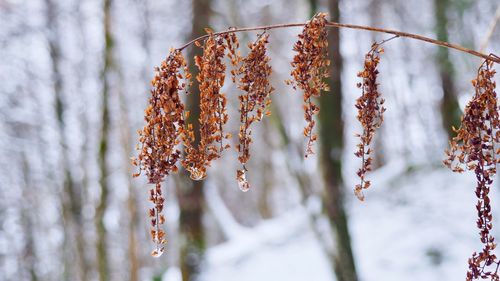 Close-up of frozen flower tree