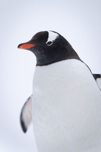 Close-up of gentoo penguin standing in snowfield