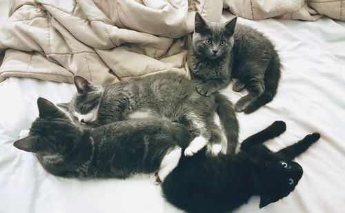 High angle view of cats relaxing on bed