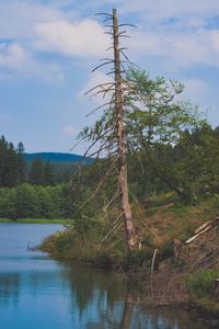 Trees by lake in forest against sky