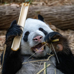 Close-up portrait of a animal