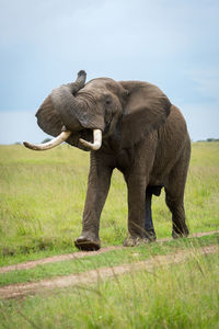 African bush elephant on track lifting trunk