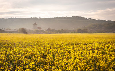 Scenic view of oilseed rape field against sky