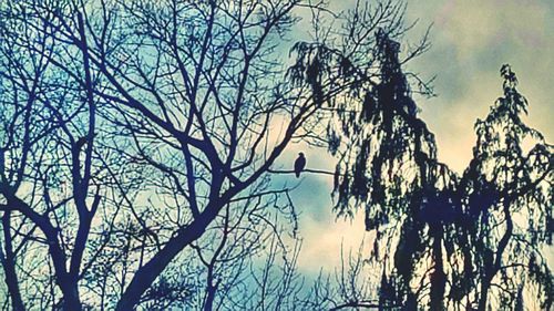 Low angle view of silhouette bare trees against sky