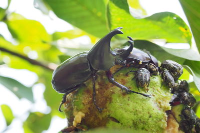 Close-up of insect on leaf