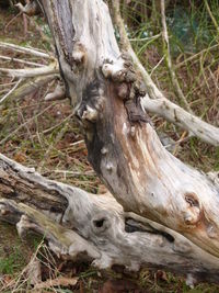 Close-up of lizard on tree trunk in field