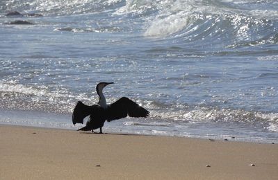 Black bird on shore at beach