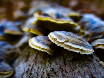 Close-up of mushroom growing on tree