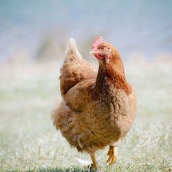 Close-up of rooster on field