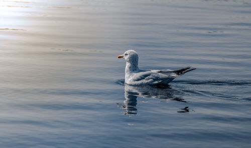 Seagull swimming in lake