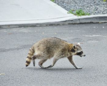 Side view of a dog running on road