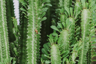 Full frame shot of succulent plant