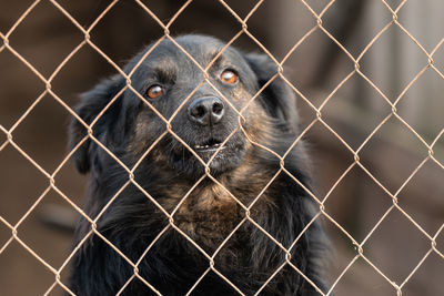 Close-up of dog seen through chainlink fence