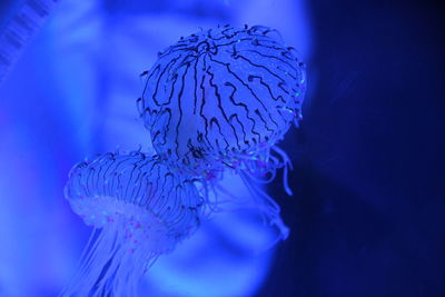 Close-up of jellyfish swimming in sea