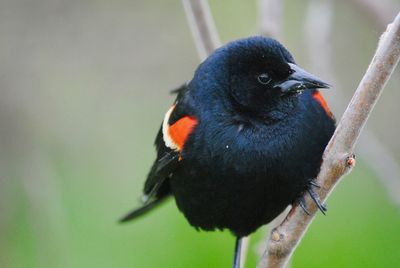 Close-up of bird perching on a tree