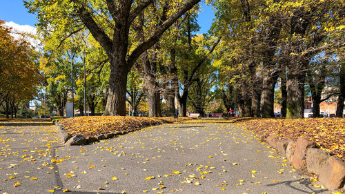 Autumn leaves on road in park