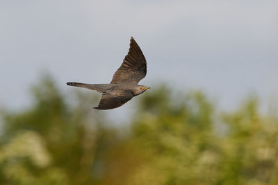 Low angle view of eagle flying against sky