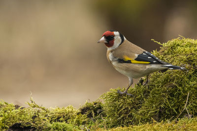 Close-up of bird perching on moss