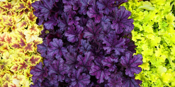 Close-up of purple flowering plants