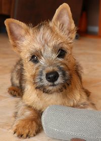 Portrait of dog resting on floor at home