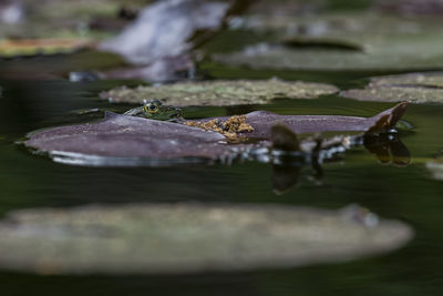 Close-up of crab on rock