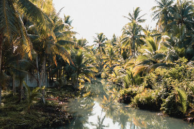 Scenic view of palm trees against clear sky