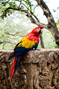 View of parrot perching on tree