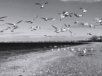 Seagulls flying over beach