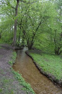 Scenic view of forest