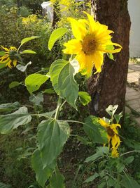 Close-up of yellow flowers blooming outdoors