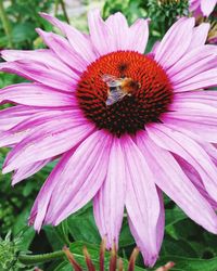 Close-up of pink flower