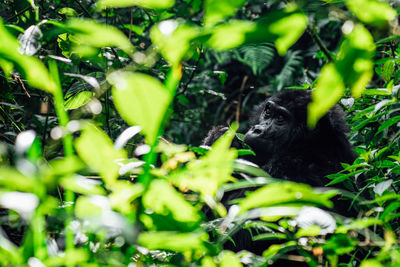 Close-up of monkey on tree