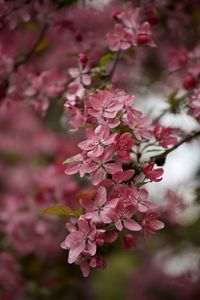 Close-up of pink cherry blossoms