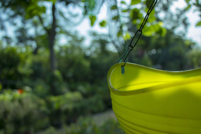 Close-up of yellow leaf hanging on tree