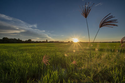 Scenic view of field against sky at sunset