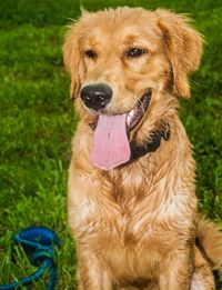 View of dog sticking out tongue on field