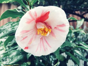 Close-up of pink flower blooming outdoors