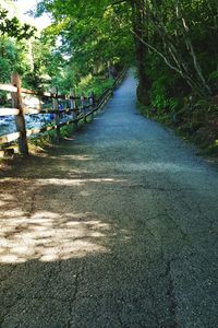 Footpath amidst trees