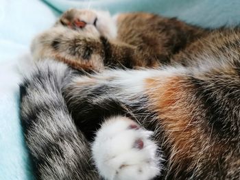 Close-up of cat sleeping