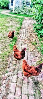 View of rooster on stone wall