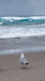 One bird on the beach shore 