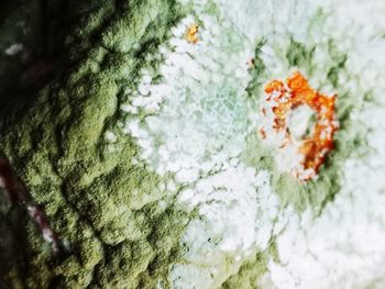 Close-up of white flowering plant on tree trunk