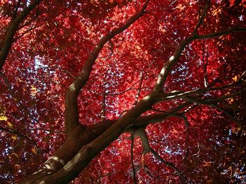 Low angle view of tree