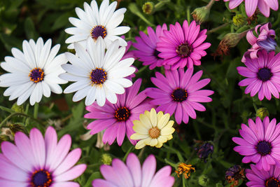 Pink and white daisies in the garden