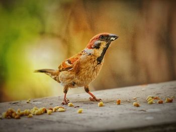 Close-up of bird eating