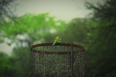 Bird perching on a tree