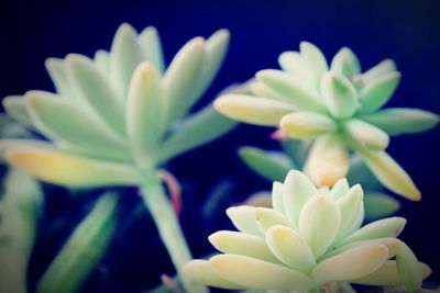 Close-up of white flowering plant against black background