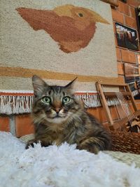 Portrait of cat sitting on rug