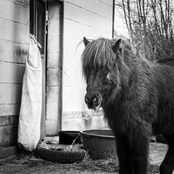 Horse outdoors