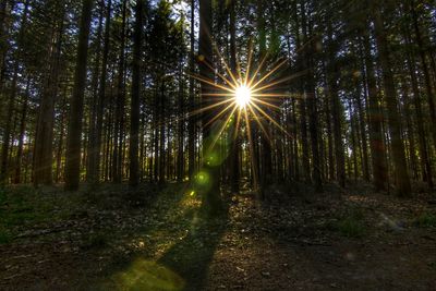 Sunlight streaming through trees in forest